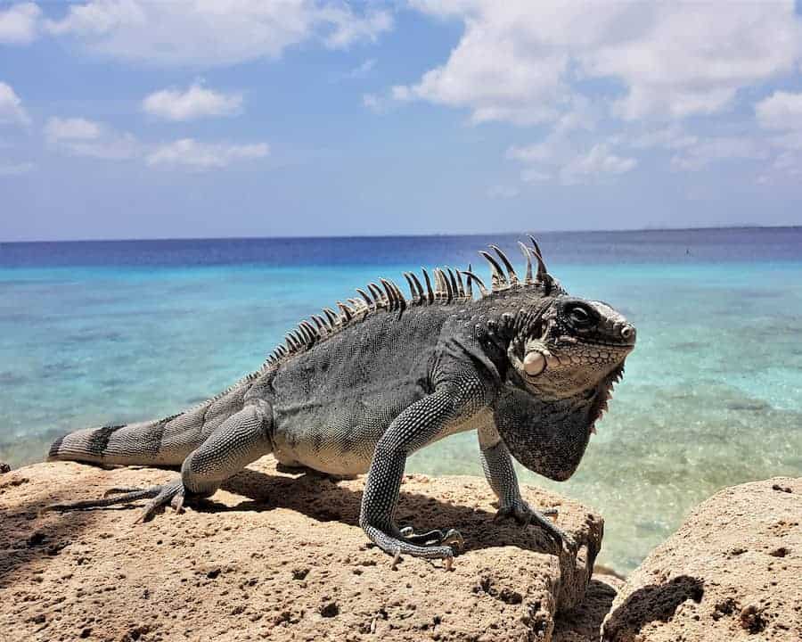 Your Iguana is Angry