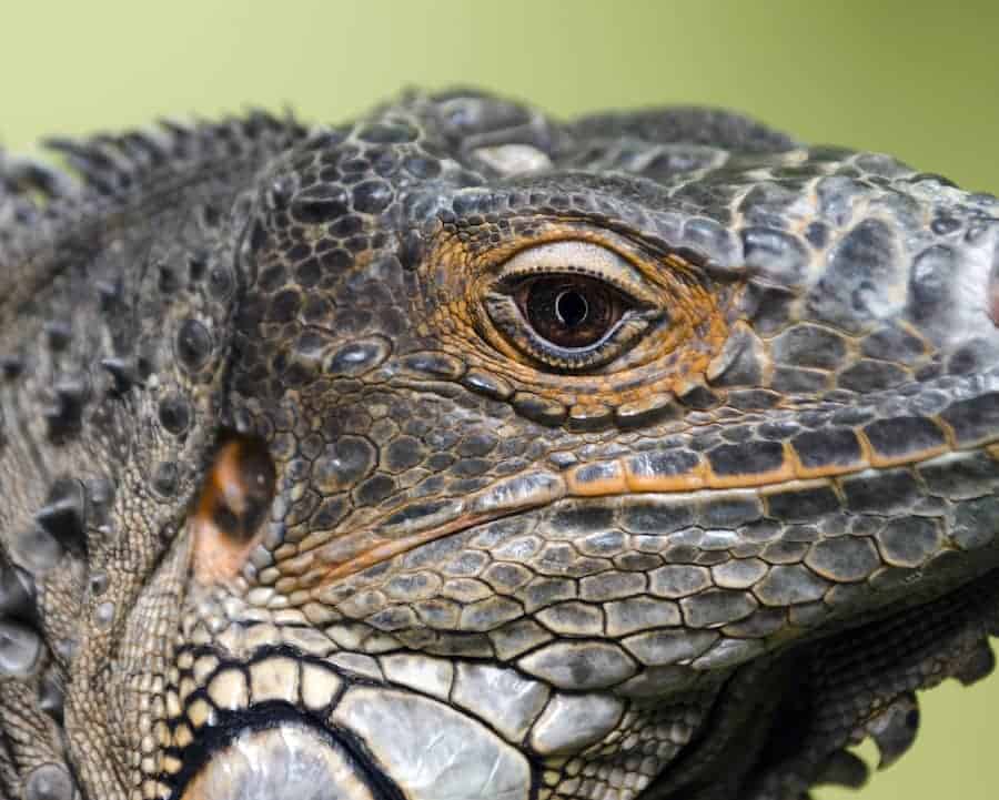 do iguanas have three eyes