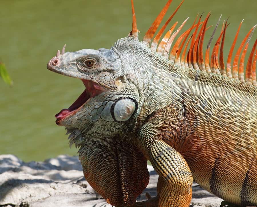 are iguanas dangerous