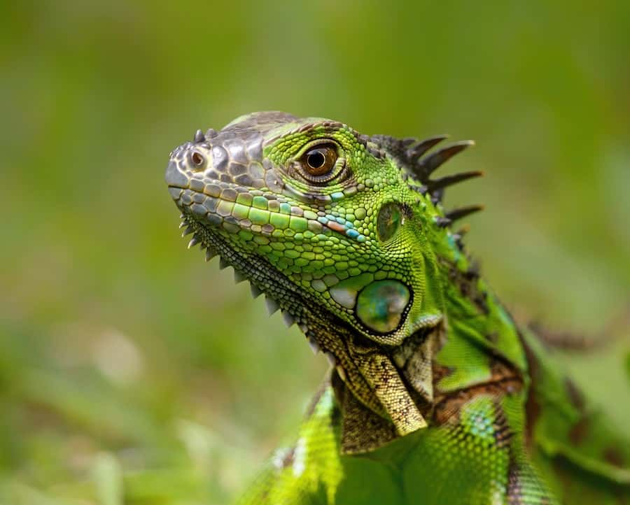 pros and cons of owning an iguana
