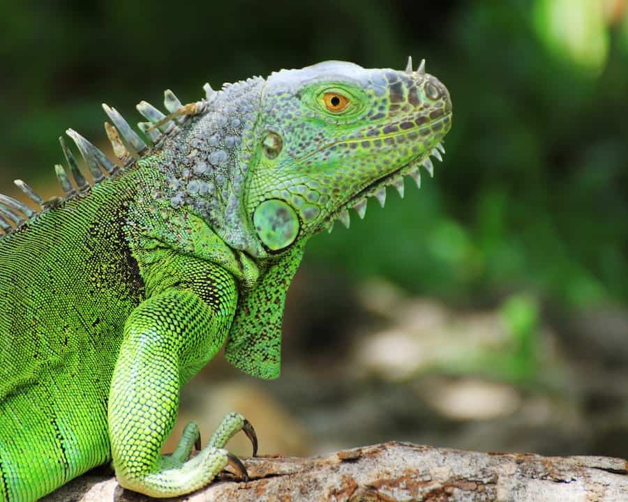 signs of a healthy iguana