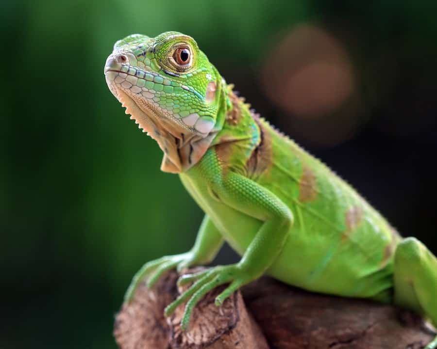 what color is a heathy iguana