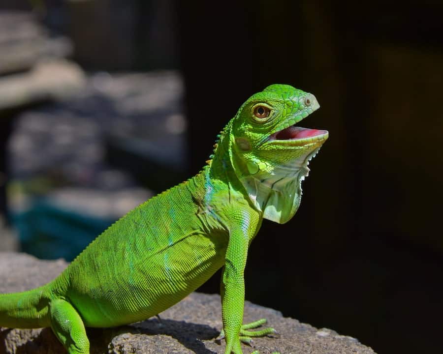 do iguanas bite