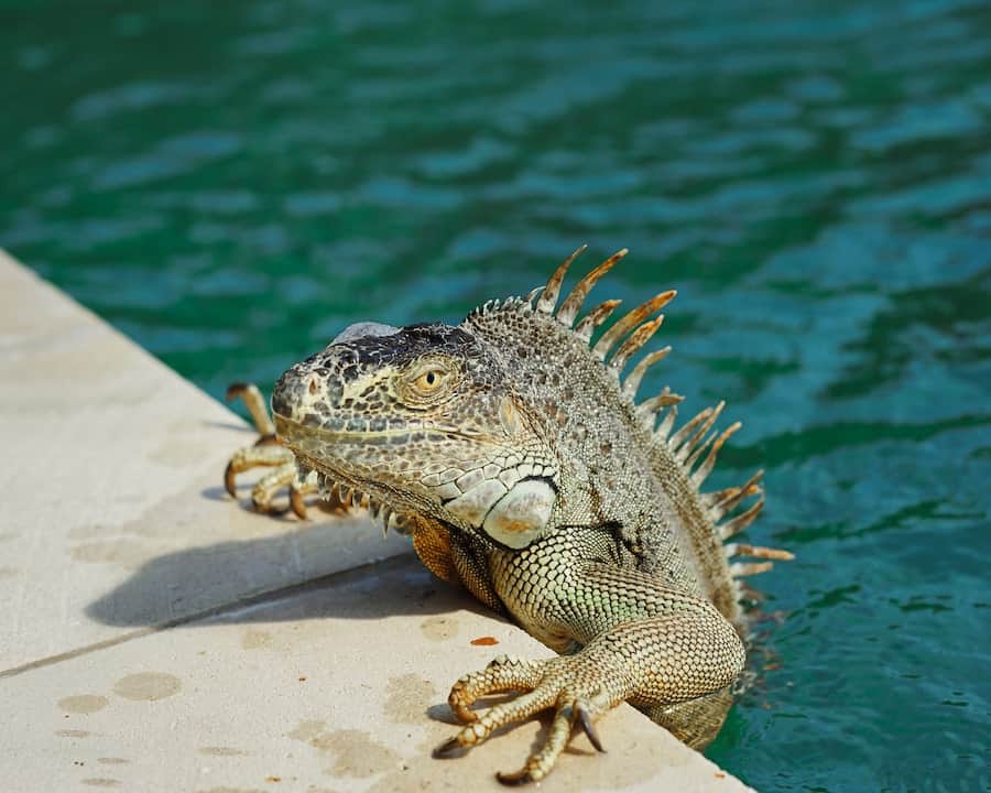 can iguanas swim in chlorine pools