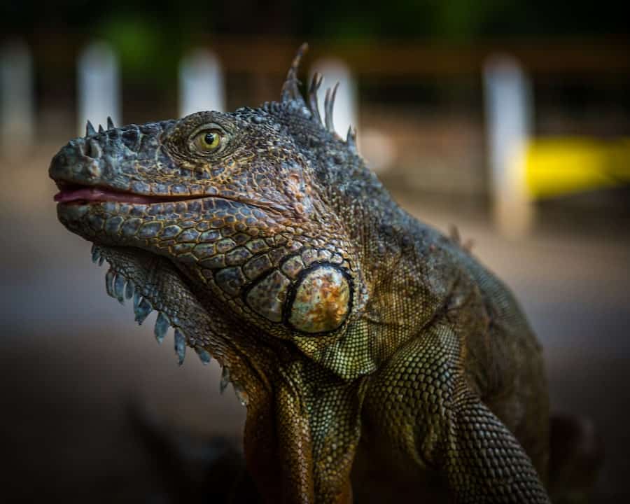 signs your iguana is dehydrated
