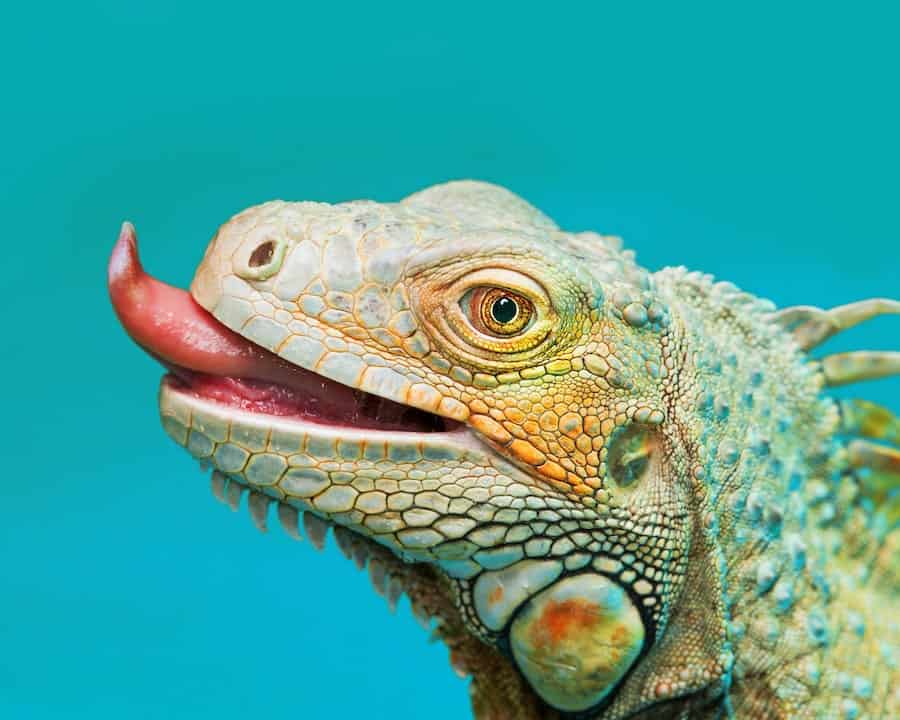are iguanas poisonous