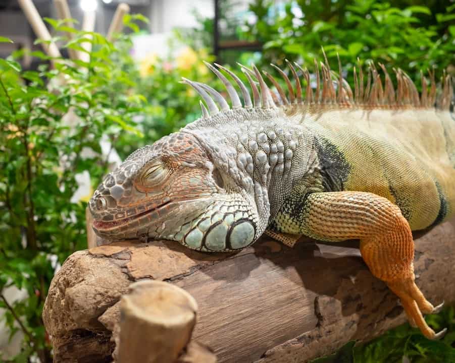 do iguanas hibernate