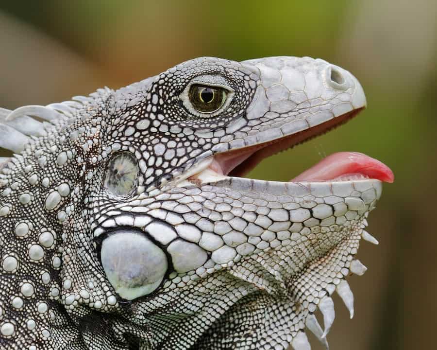 do iguanas have teeth