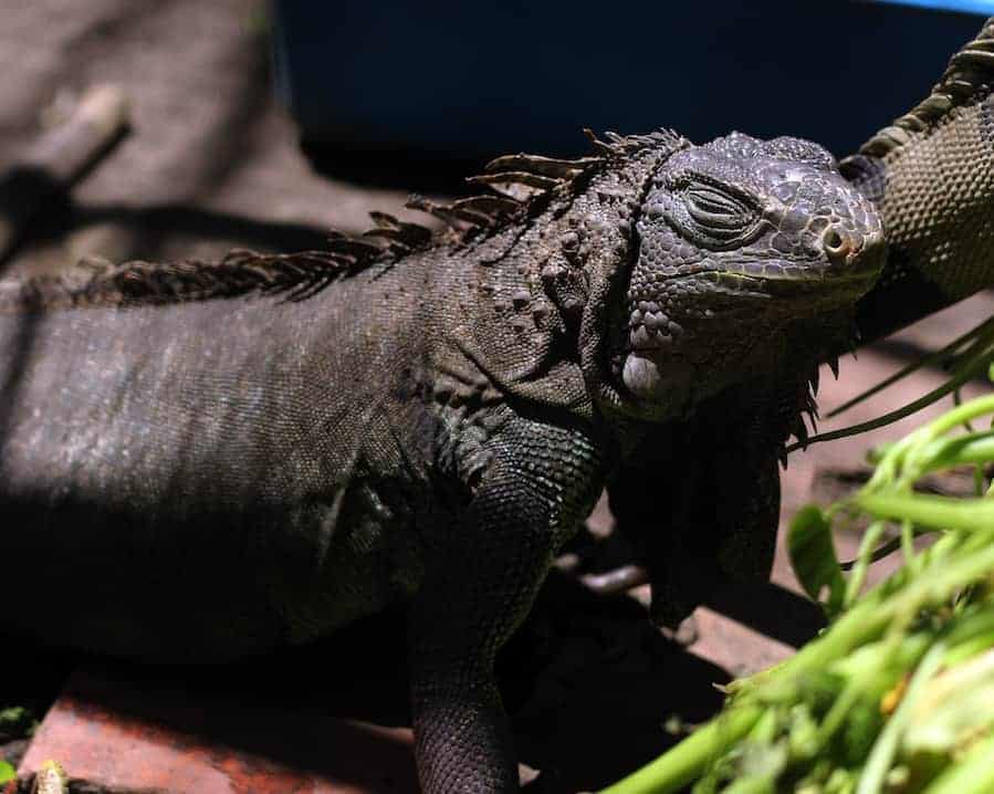 do iguanas carry diseases
