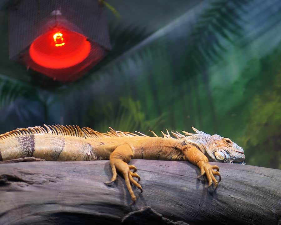 do iguanas need a heat lamp