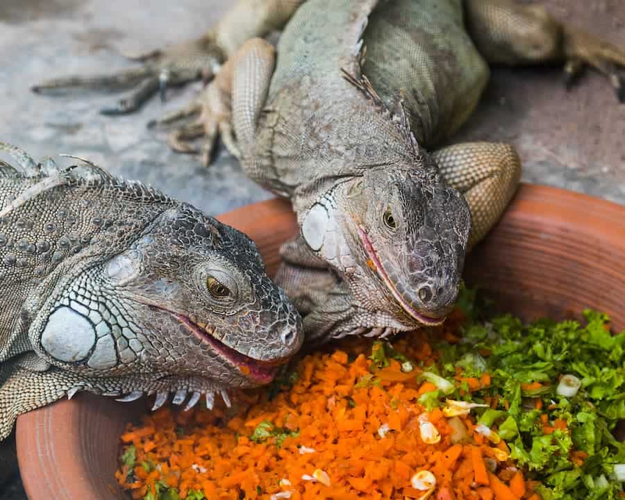 how long can iguanas go without food